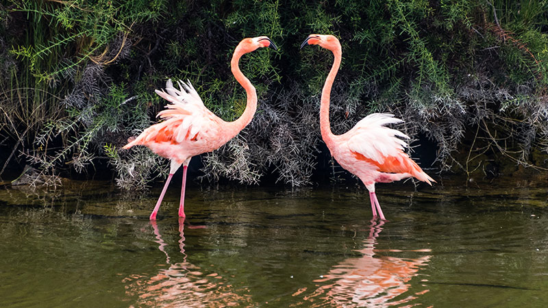 Americas Galapagos Flamingo 10