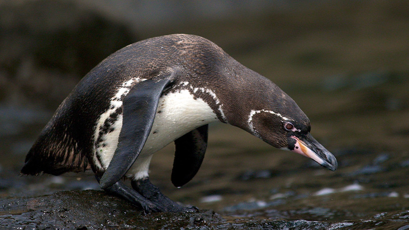 Americas Galapagos Penguin 4