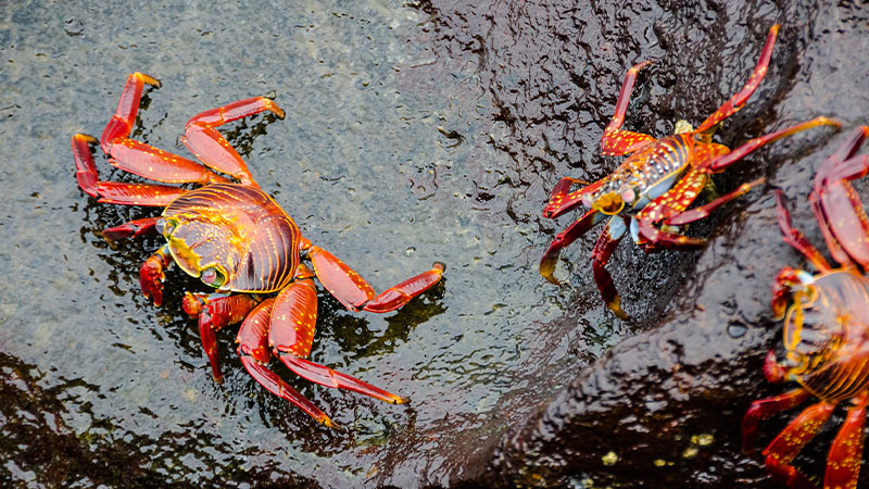Americas Galapagos Sally Lightfoot Crab 7