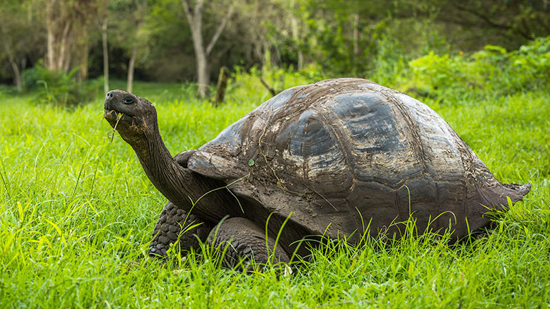 Americas Galapagos Tortoise 1 