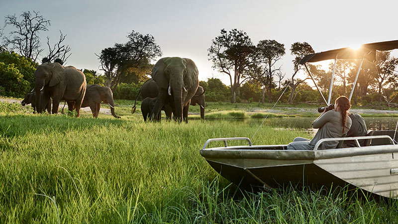 Africa Botswana Boat Elephants Guest 4