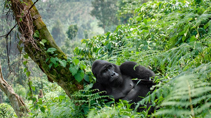 Africa Uganda Gorilla 2