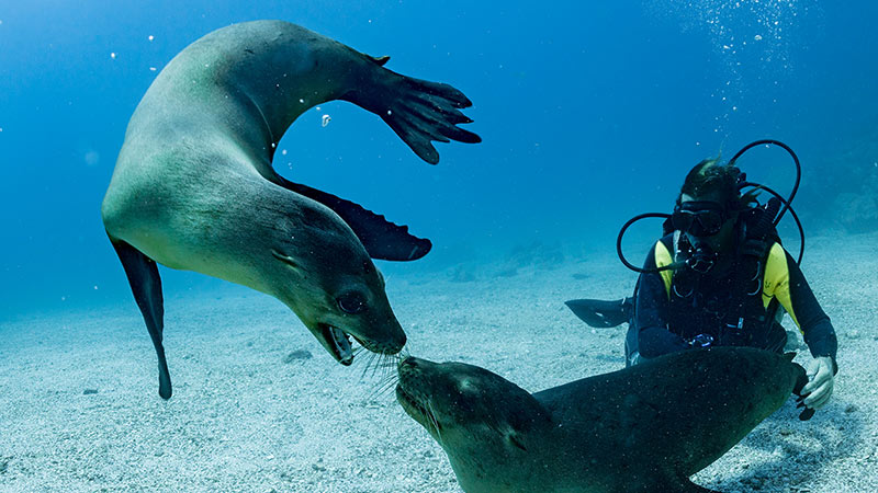 Americas Galapagos Sea Lion Scuba Diver 3