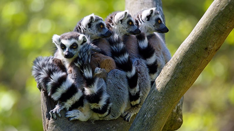 Africa Madagascar Lemur 6