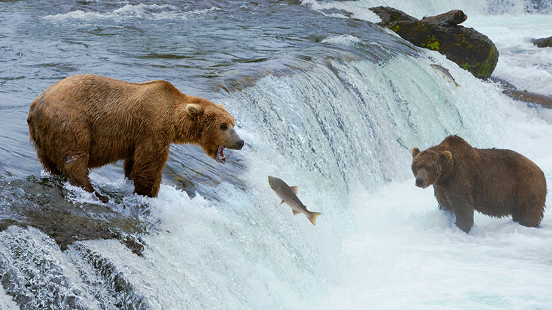 Americas Alaska Grizzly Bears River 5