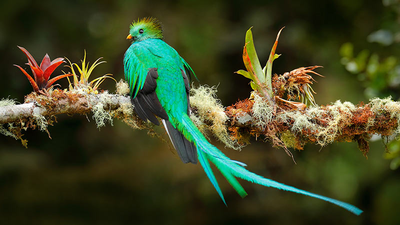 Americas Costa Rica Resplendant Quetzal 4