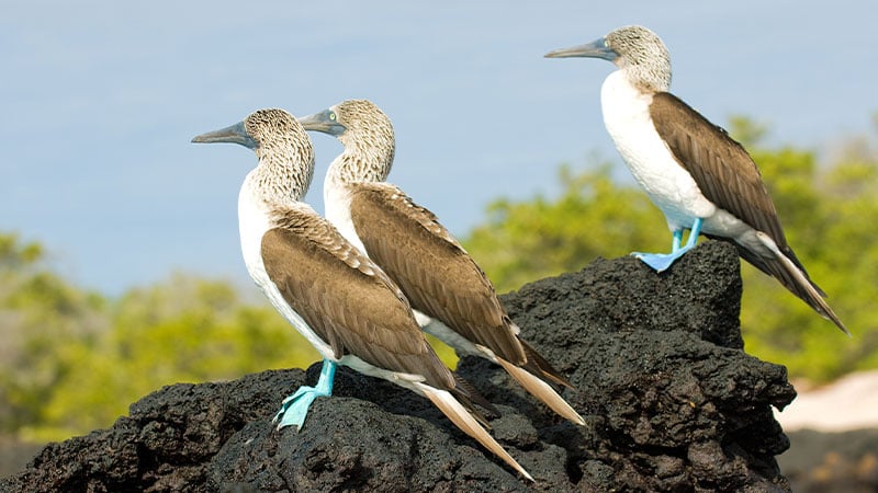Americas Galapagos Blue Footed Booby 1