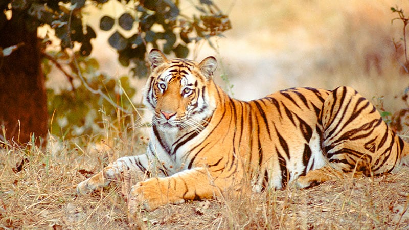 Asia India Tiger 3