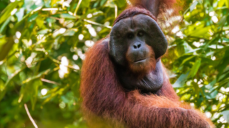 Asia Indonesia Orangutan 7