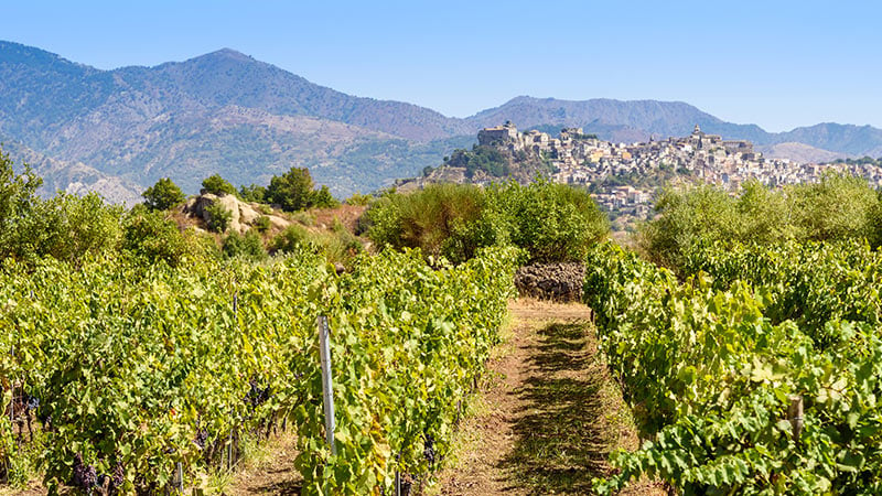 Europe Italy Sicily Vineyard 4