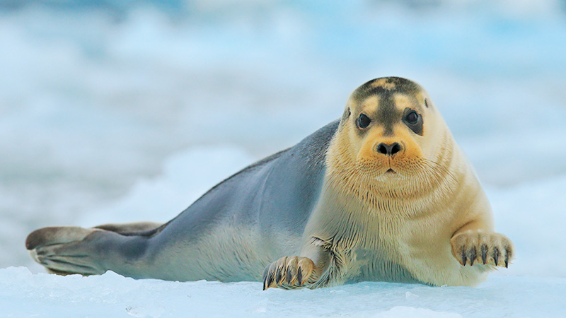 Arctic Animals Seal