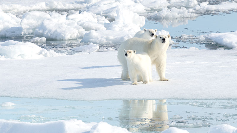 Arctic Animals Polar Bear