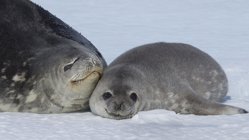Arctic Animals Ringed Seal