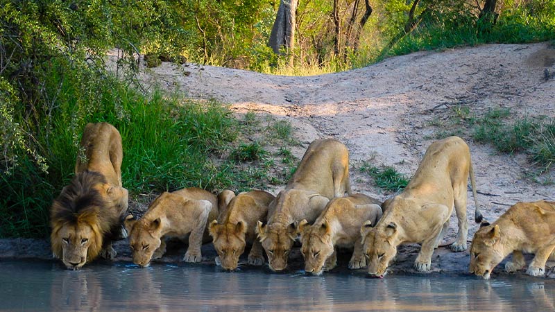 Africa South Africa Mala Mala Lions 1