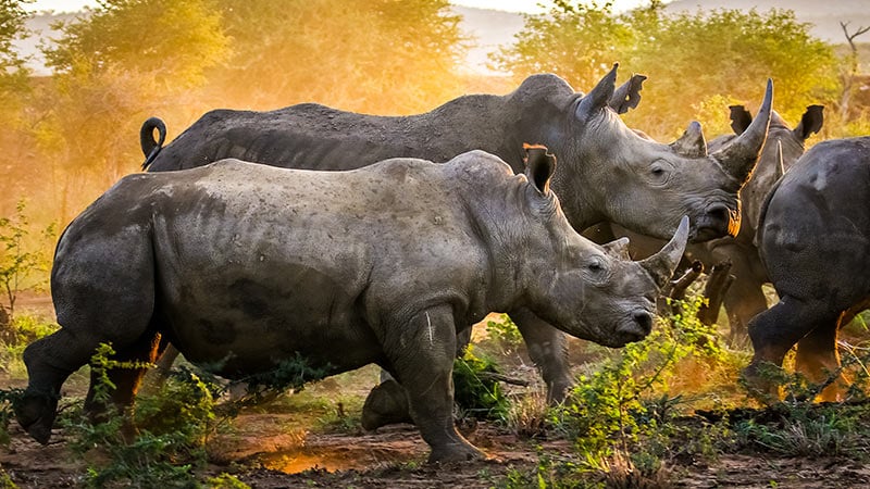 Africa South Africa Rhinoceros 3