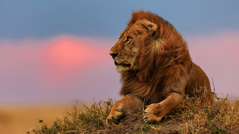 Africa Kenya Masai Mara Lion