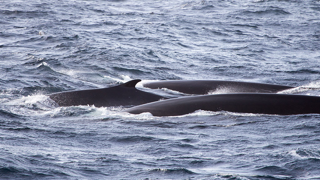 Antarctica Fin Whale 3