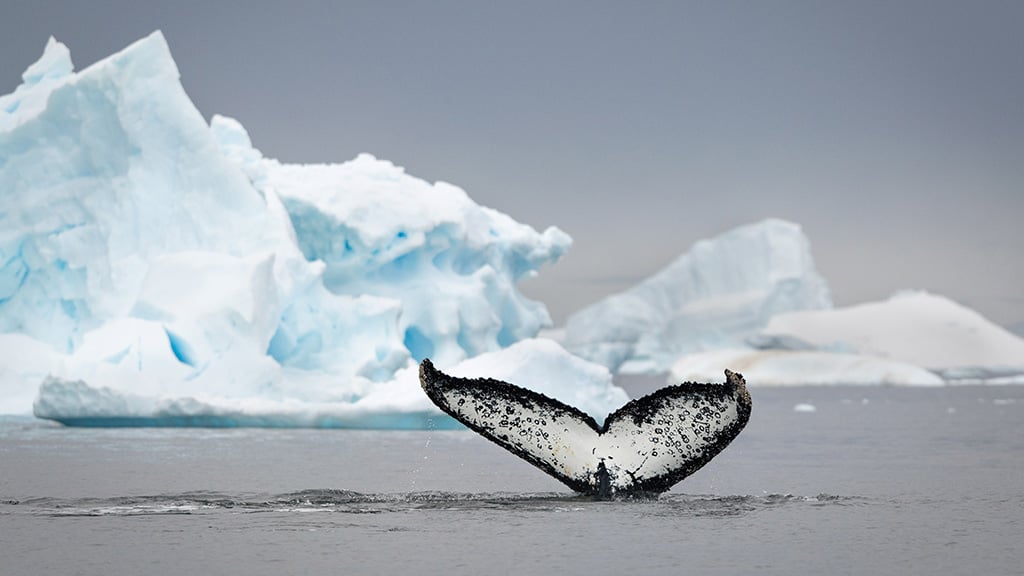 Antarctica humpback whale tail