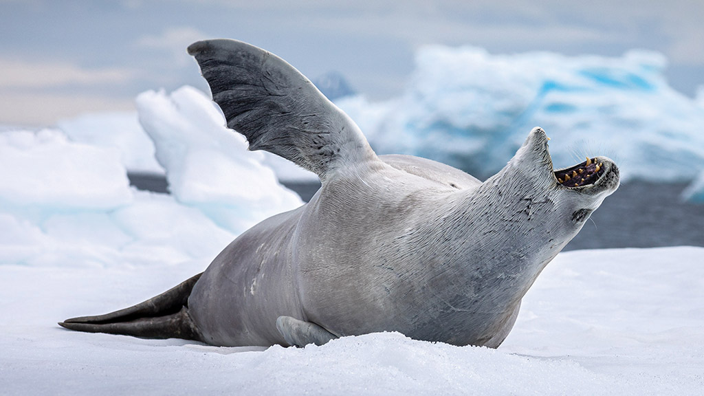 Antarctica leopard seal