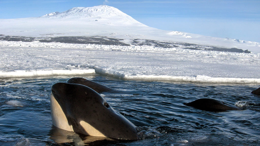 Antarctica orca whale
