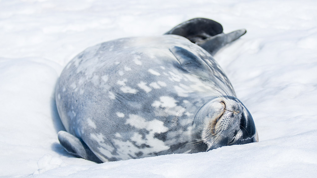 Antarctica weddell seal