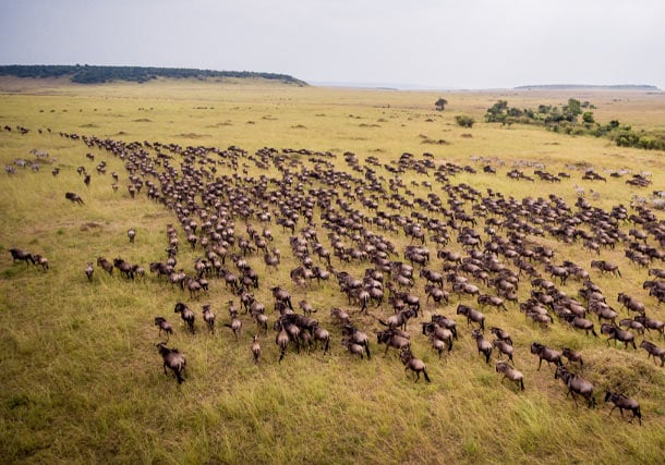 Africa Kenya Masai Mara Wildebeest Migration Aerial search
