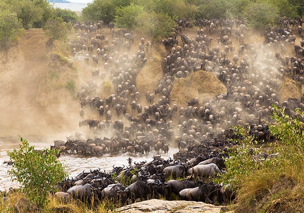 Africa Kenya Masai Mara Wildebeest River Crossing search