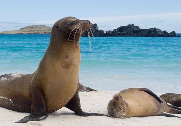 Americas Galapagos Sea Lion search