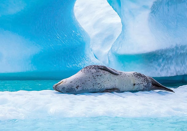 Antarctica Ice Leopard Seal search