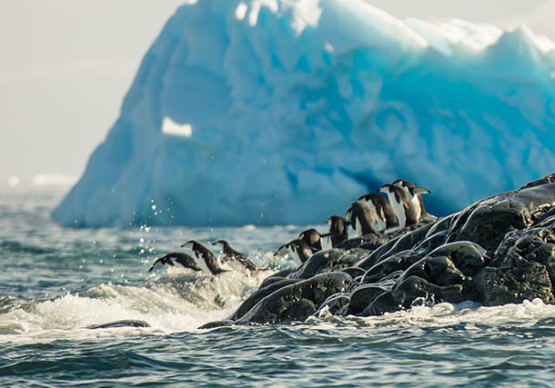 Antarctica Penguins Swimming search