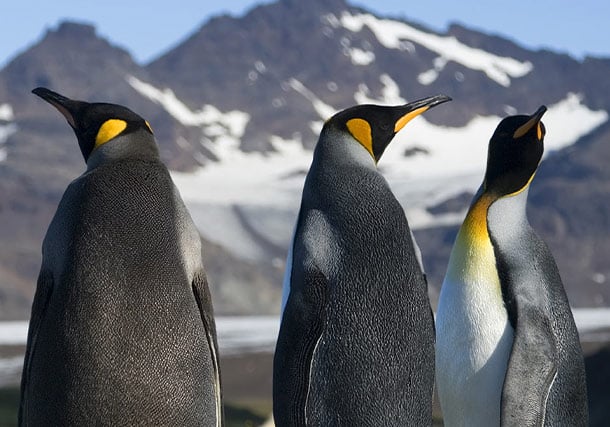 Antarctica South Georgia Penguin Colony search