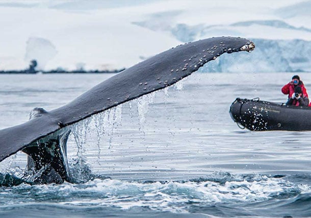 Antarctica Whale Tail Zodiac search