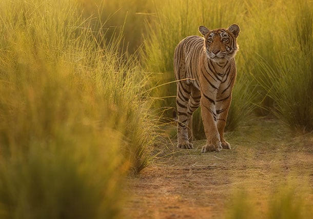 Asia India Tiger Grass search