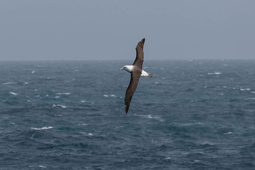26 Dec Day 4 Black Browed Albatross