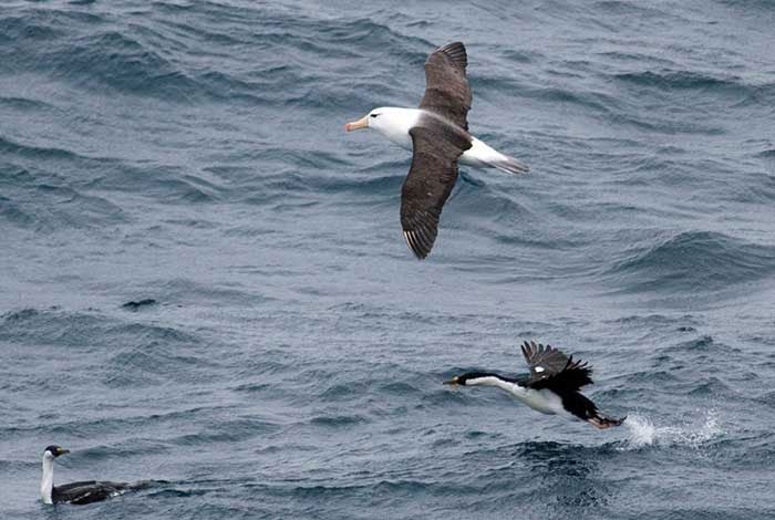 27 Dec Day 5 Black Browed Albatross And Imperial Shag