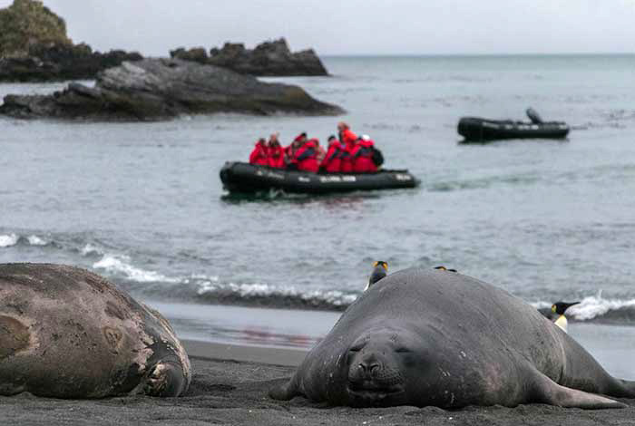 30 Dec Day 8 Landing At Gold Harbour Amongst Elephant Seals And Penguins