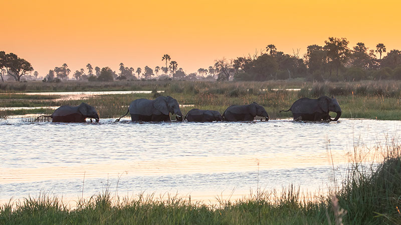 Botswana Safari in Style Video Thumbnail