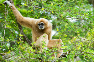 The Crested Gibbon