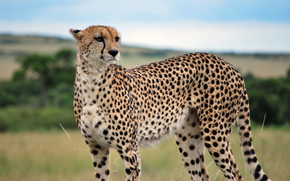 Best Luxury Kenya Safari Tours, Trips, Travel & Vacations | Abercrombie ...