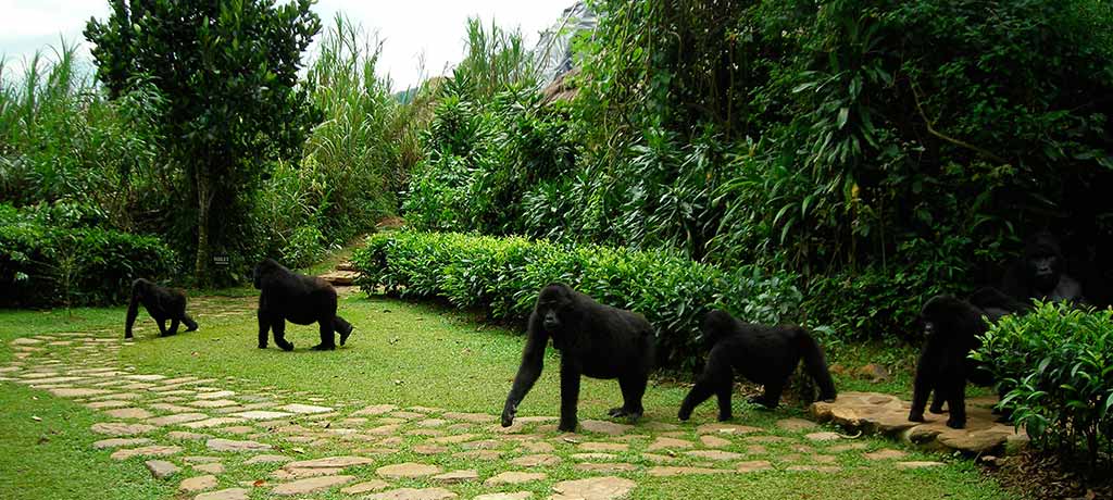 gorillas at the lodge