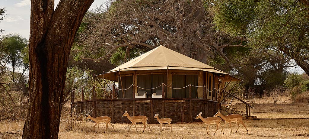 africa tanzania tarangire national park sanctuary swala luxury Tent 