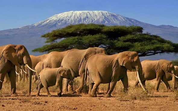 Kenya & Tanzania Wildlife Safari