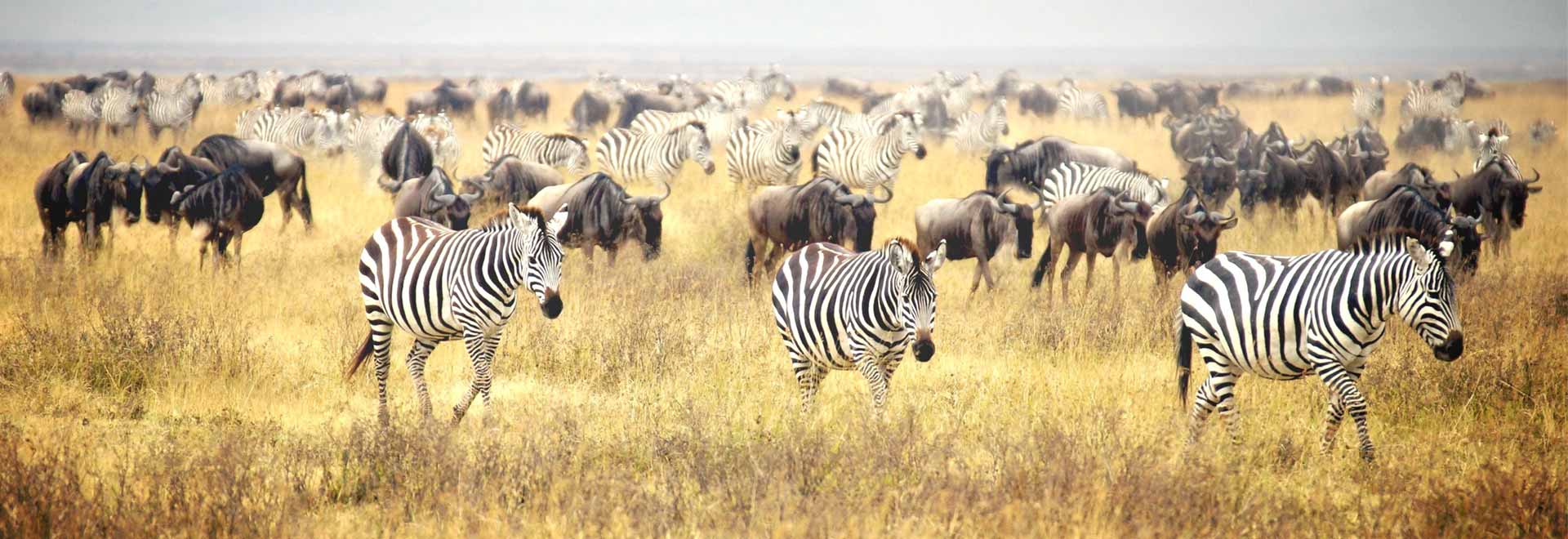 Africa East Kenya Masai Mara Zebra Wildebeast MH