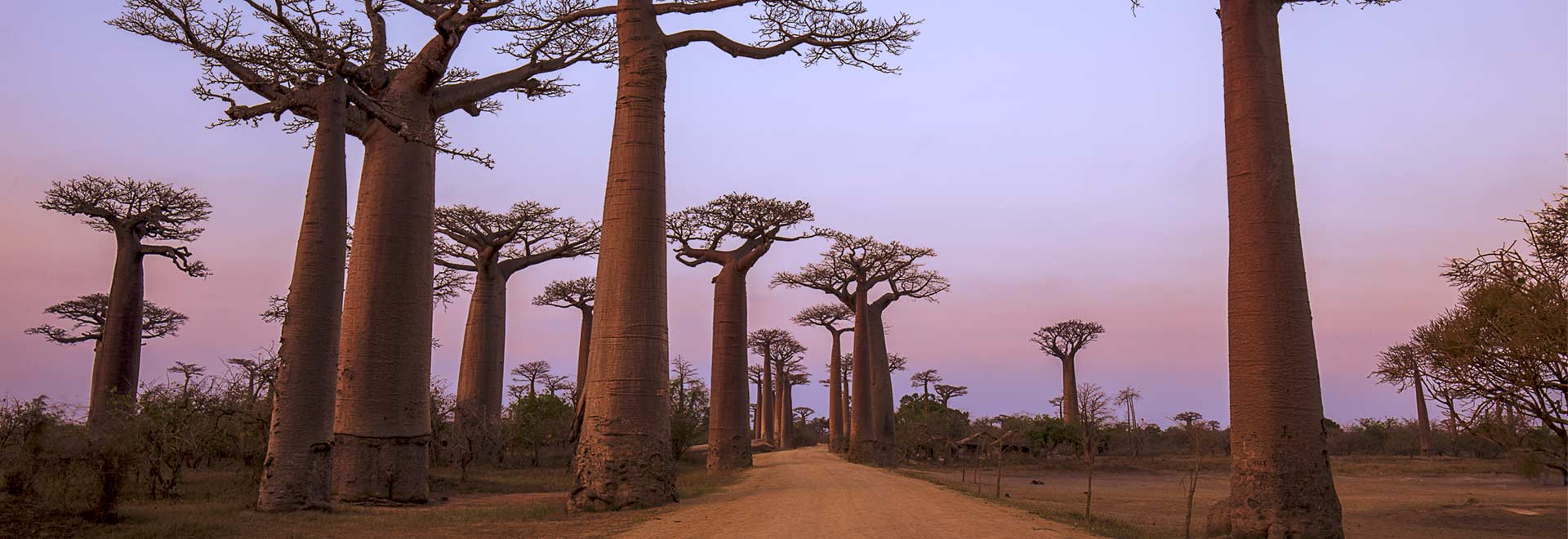 Africa Madagascar Avenue Baobab