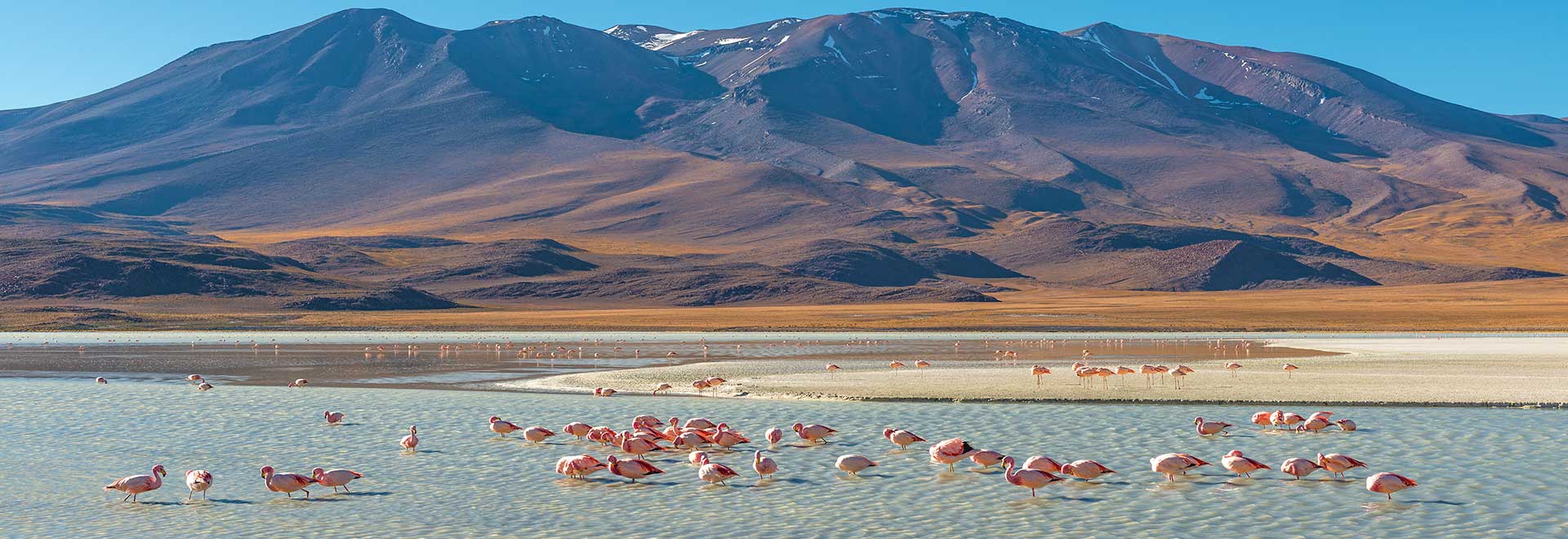 Americas Bolivia Laguna Hedionda Flamingos MH