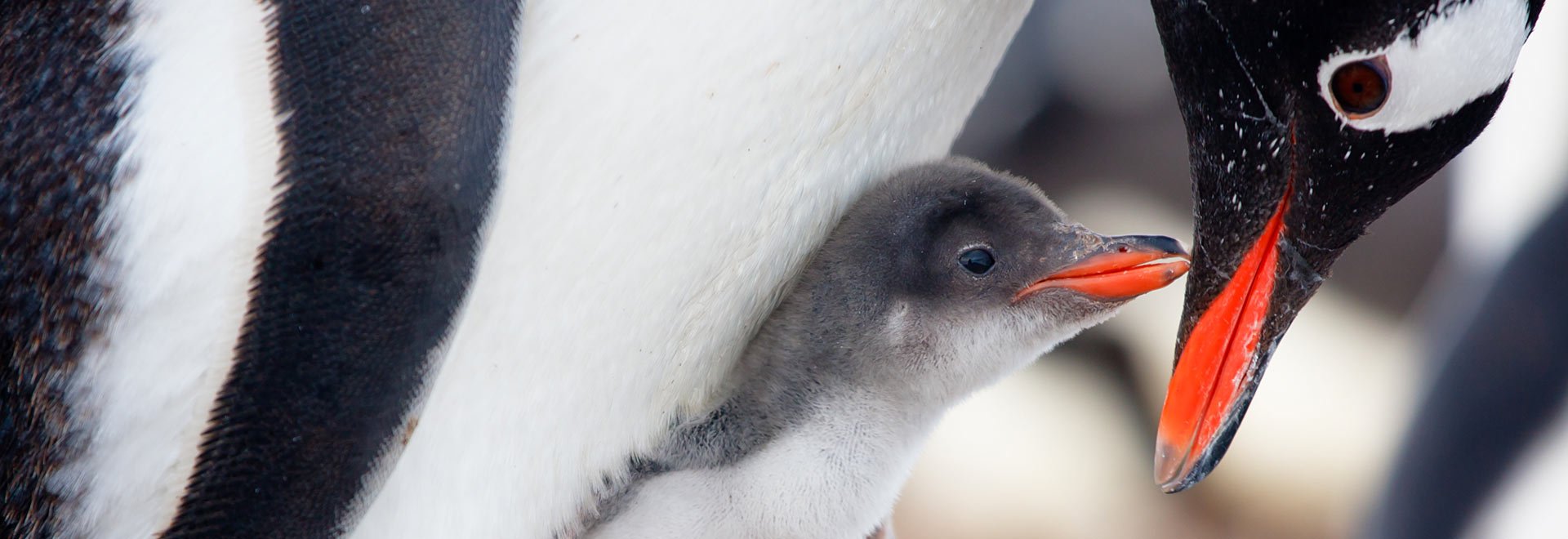 Baby Penguin with his mother spotted while on Luxury Antarctica Cruise