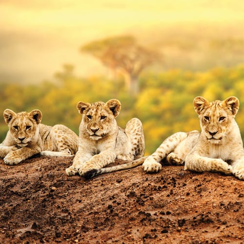 Africa Kenya Lions Cubs