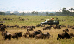 Great Migration Wildebeest