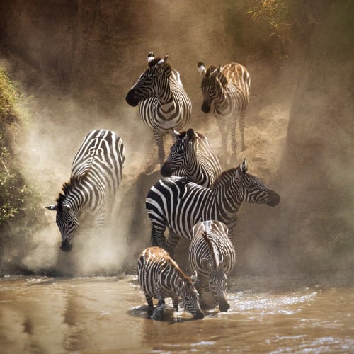 Kenya Zebras
