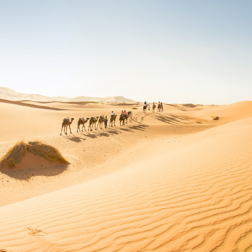 Morocco Desert Camels 